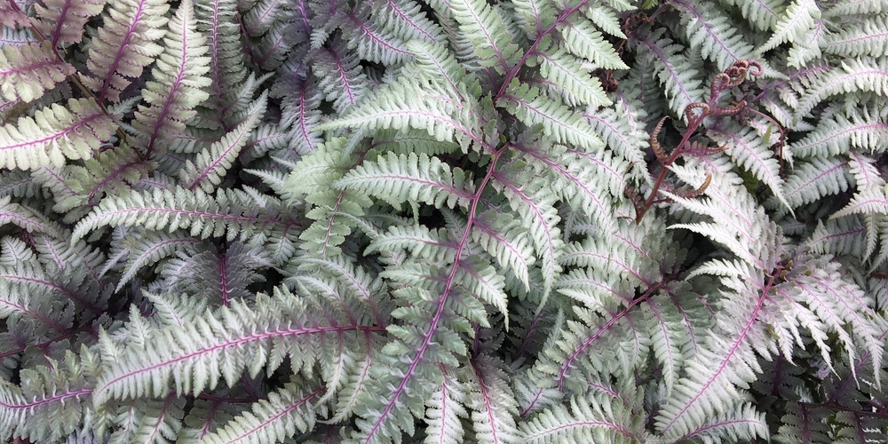 Hardy Ferns Zone 6