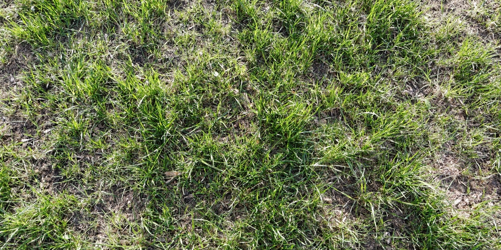 Why Is My Grass Growing in Clumps?