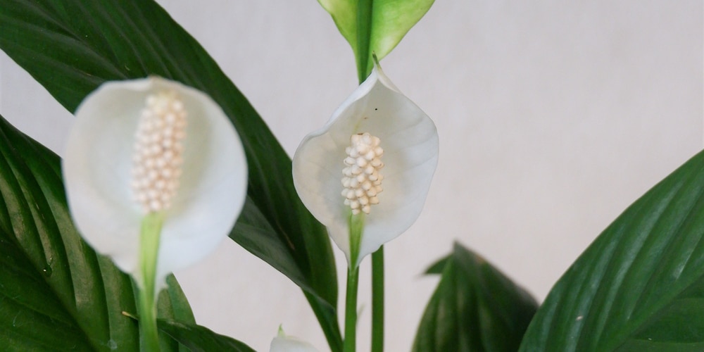 Can a Peace Lily Grow In Water