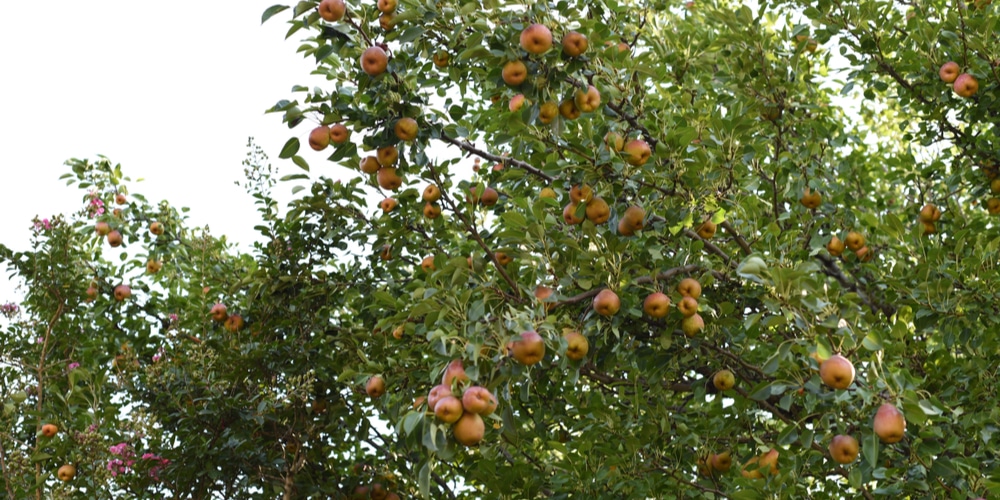 pear tree leaves turn black