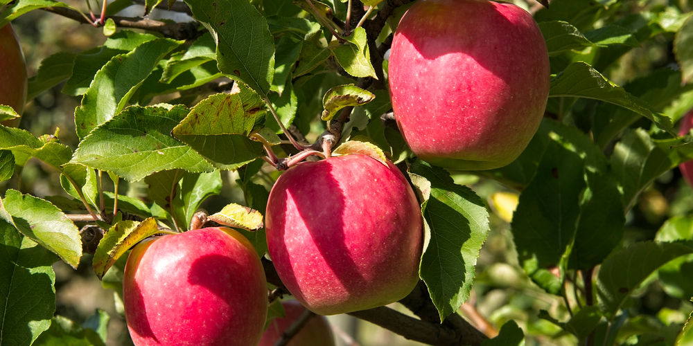 apple tree oklahoma