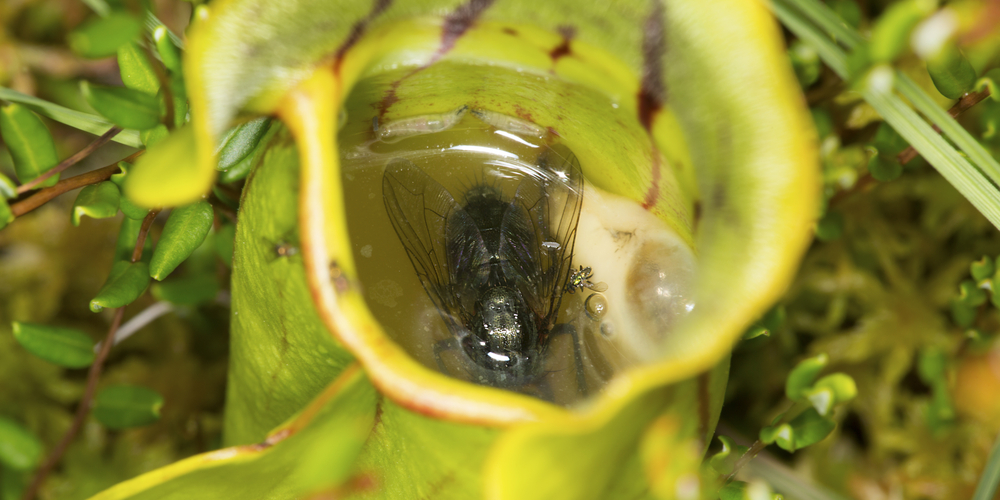 Pitcher Plant Zone 8
