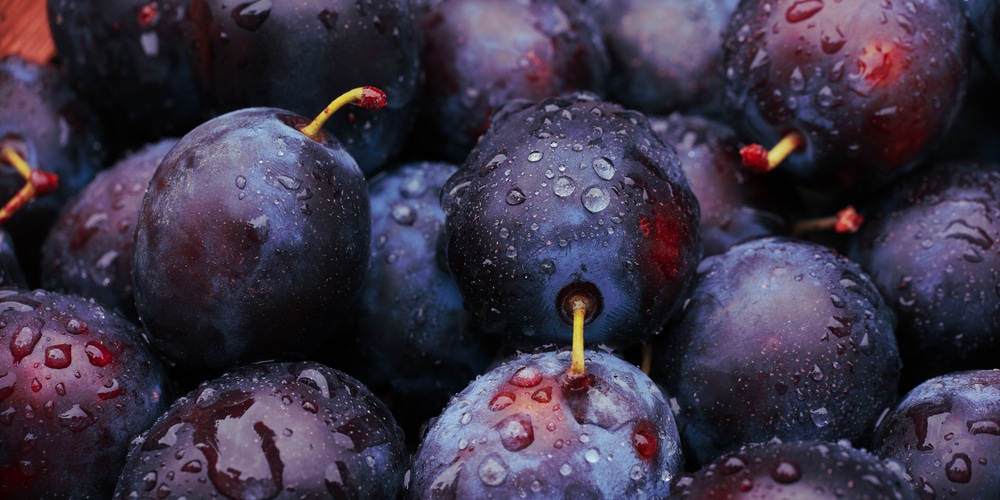 Minnesota Fruit Trees