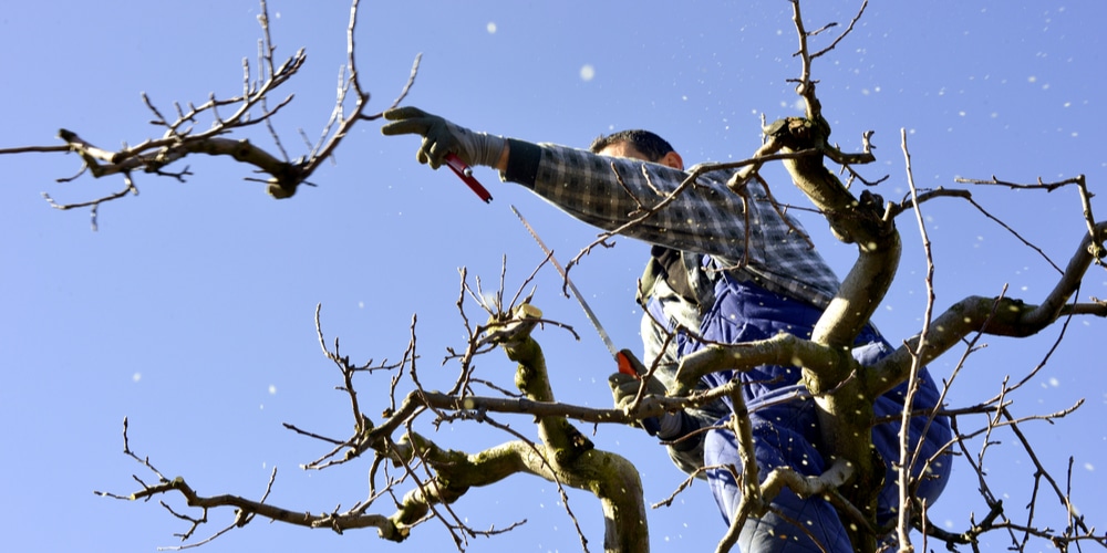 When to Prune Apple Trees in Missouri