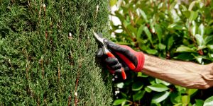 How to Trim Overgrown Arborvitae