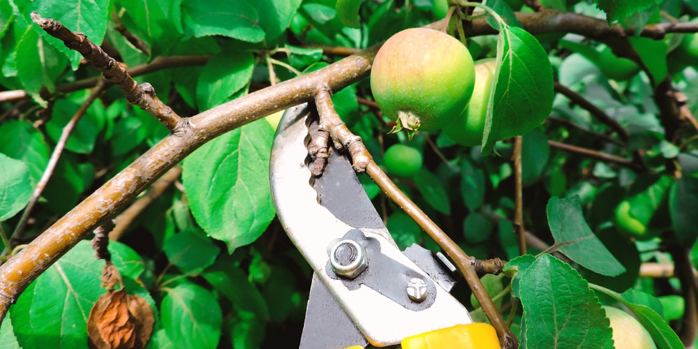 When to Prune Apple Trees in Georgia