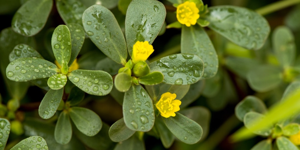 small yellow flowers in grass