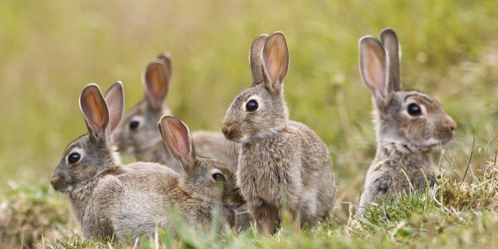 Do Rabbits Eat Honeysuckle?
