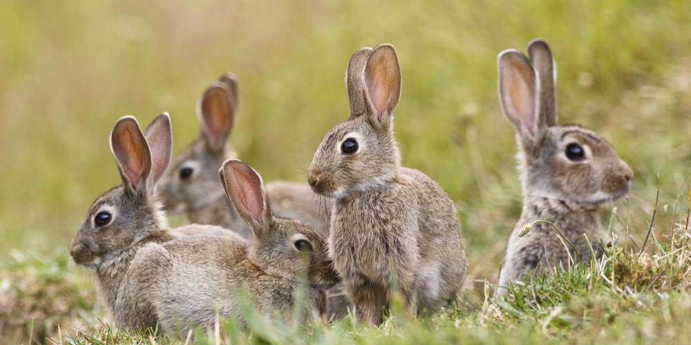 Do Rabbit Eat Sunpatiens