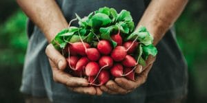 When to plant radishes in zone 7