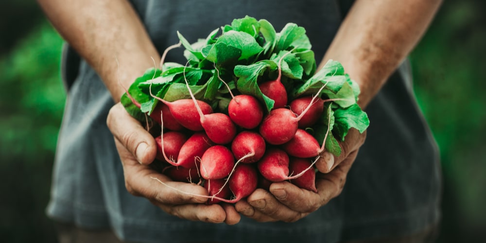 When to Plant Radishes in Iowa