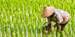 Can Rice Grow in Cold Climates?