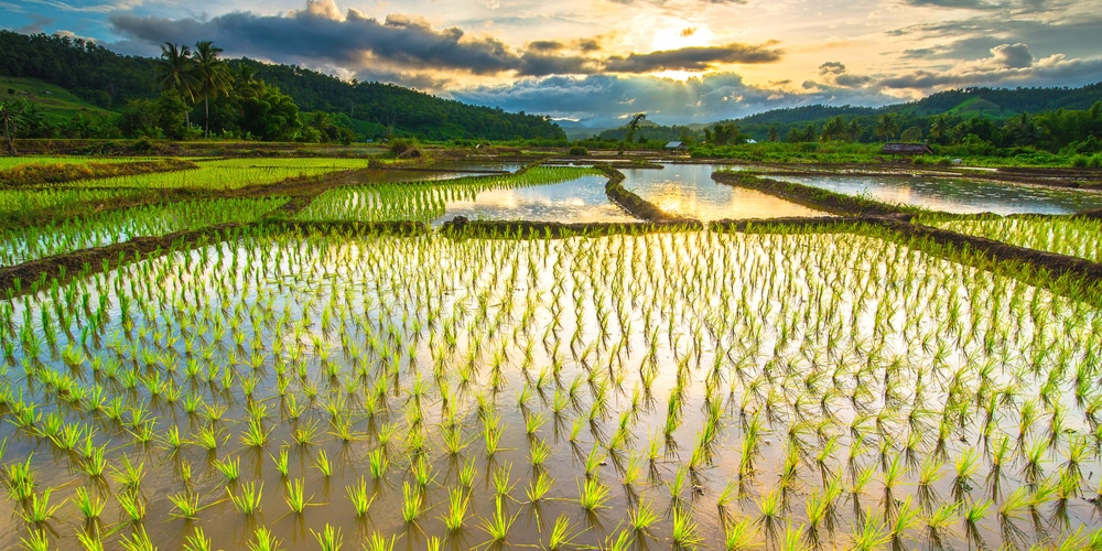 Can Rice Grow in Cold Climates?