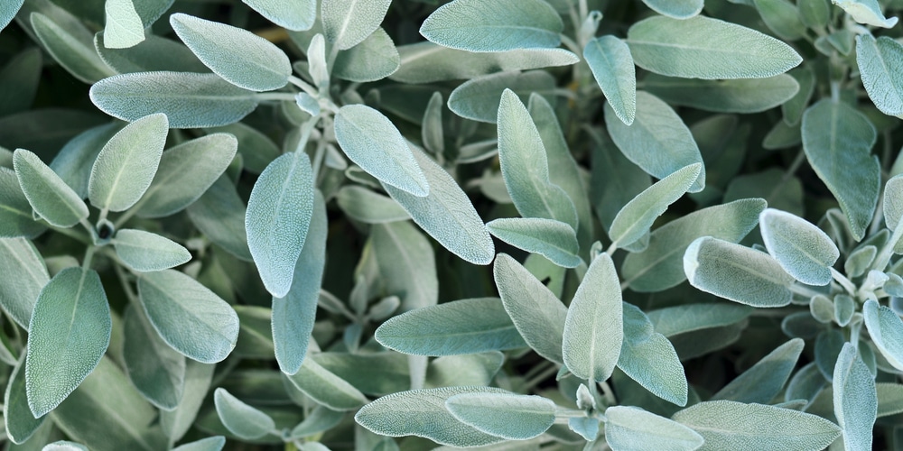 Does Sage Grow In Virginia?