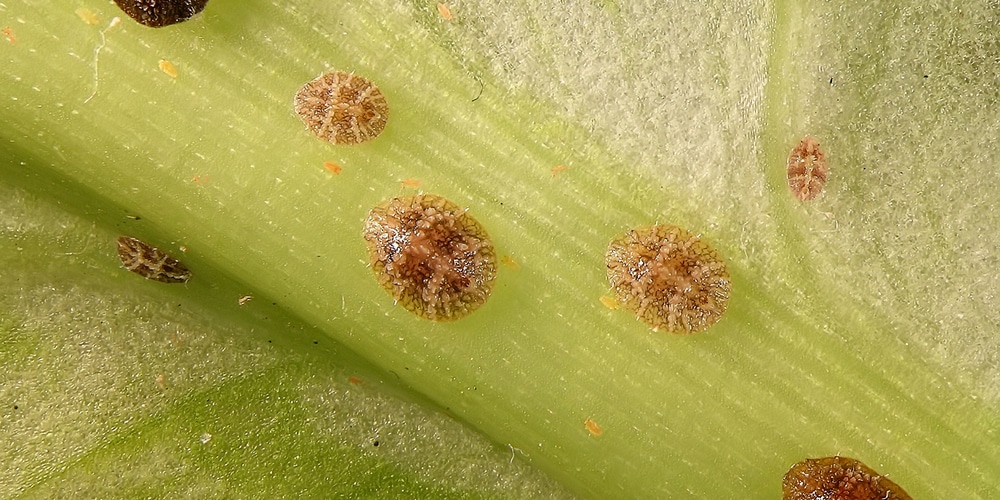 what is eating my aster leaves