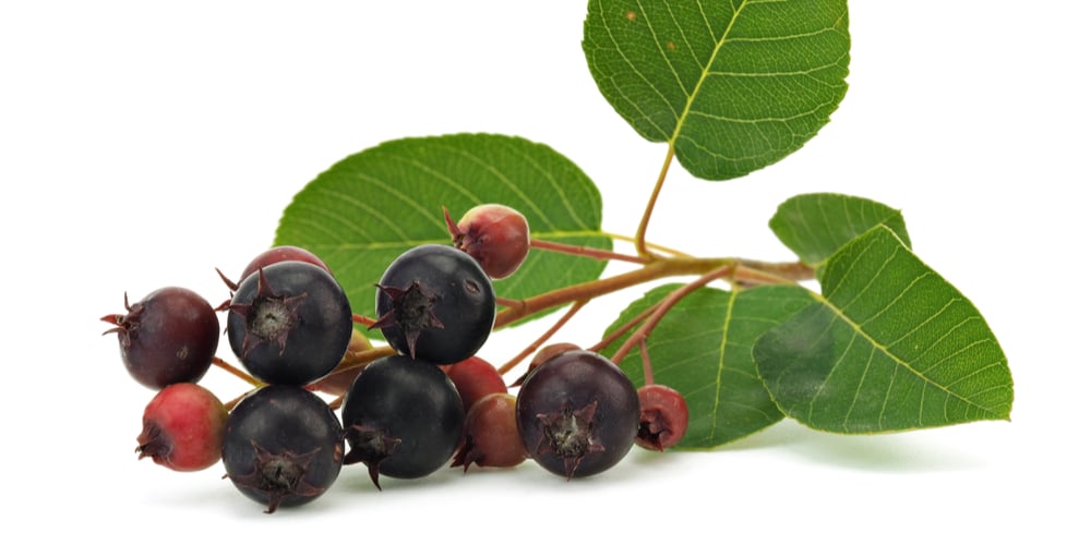 How To Grow Serviceberry From Seed