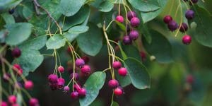 Berry Trees in Texas