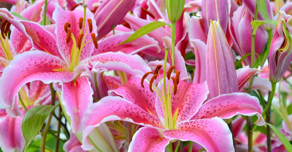 Pink Tiger Lily