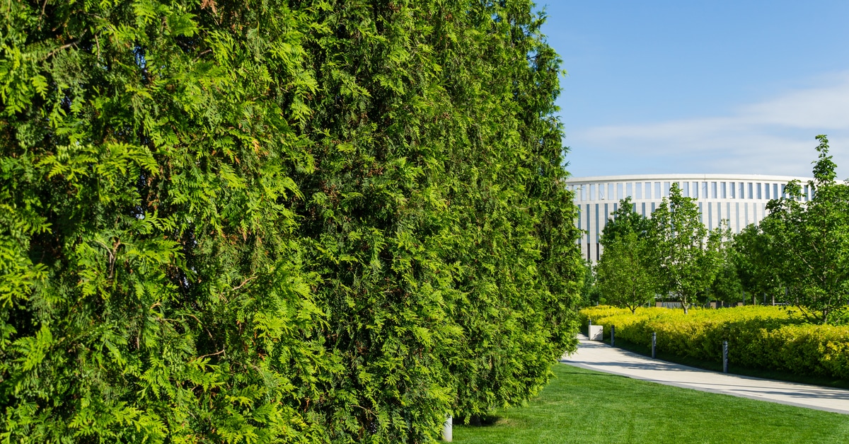 How Often To Water Green Giant Arborvitae