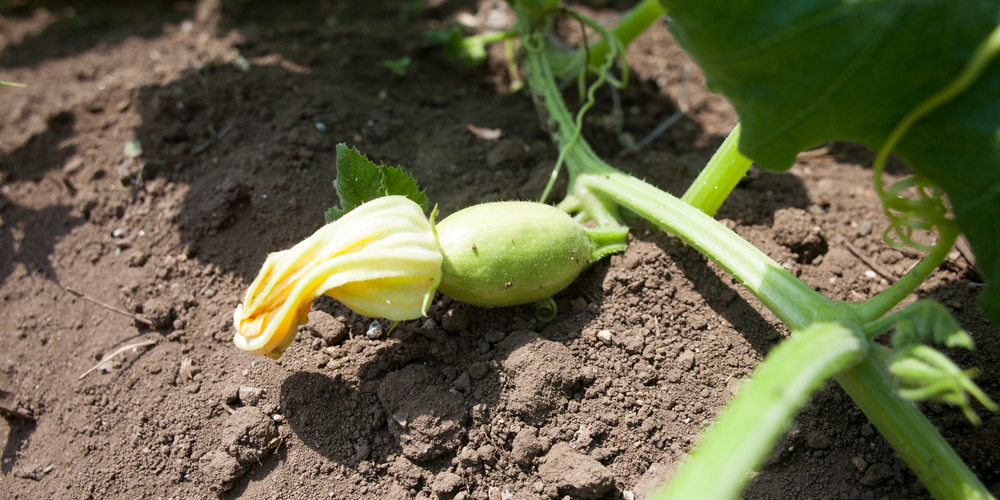 Squash Leaves Turning Yellow