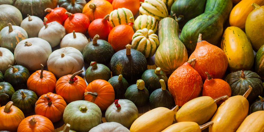 How Many Squash Plants Per Square Foot