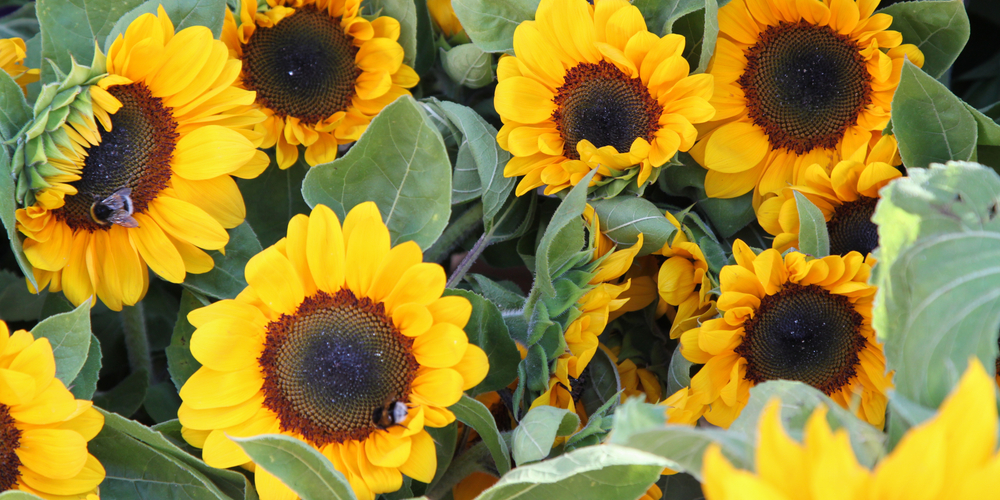 pumpkins and sunflowers