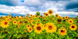 sunflowers in a meadow