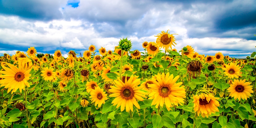 Can Sunflowers Grow In Cold Weather