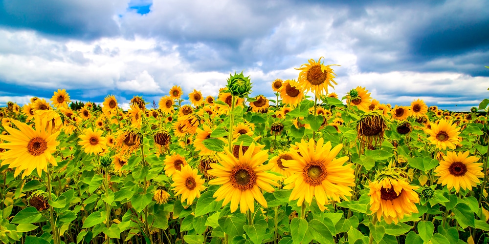 sunflowers in a meadow 