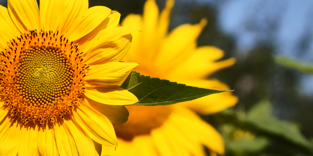 Can Sunflowers Grow In Clay Soil