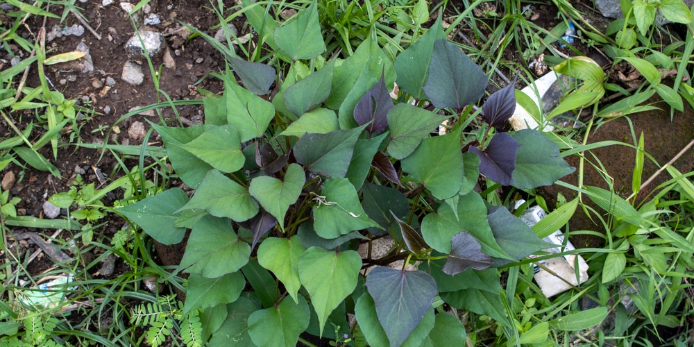 What's Eating My Sweet Potato Leaves