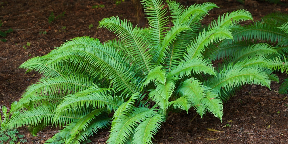 ferns for zone 9