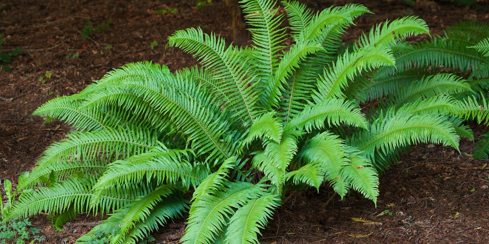 Will Ferns Grow Under Pine Trees?