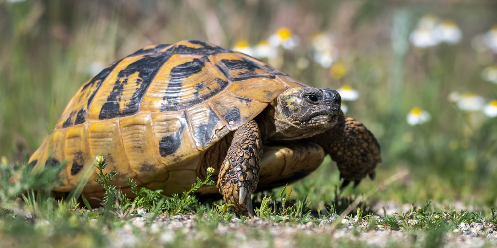 Can Tortoises Eat Kiwi?