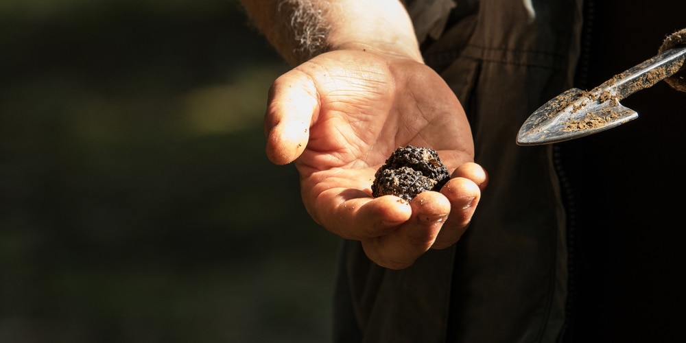 Can you Grow Truffles in Michigan?