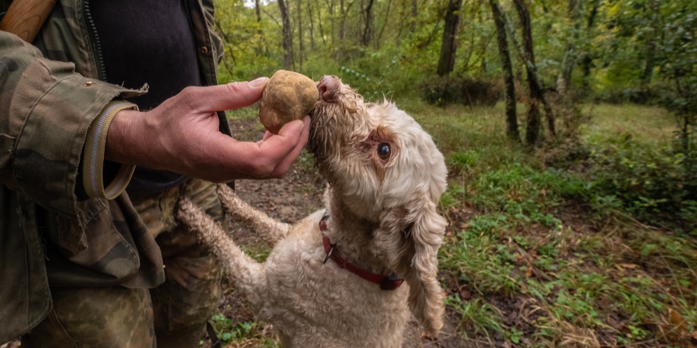 Can you Grow Truffles in Michigan?