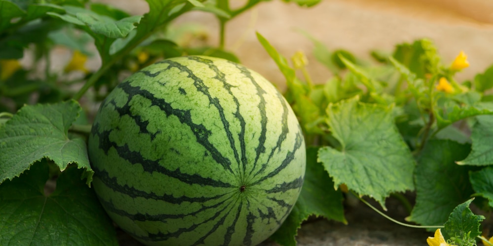 when to stop watering watermelon