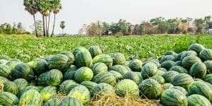 when to stop watering watermelon