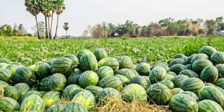 How To Grow Watermelon In Texas best time to plant GFL