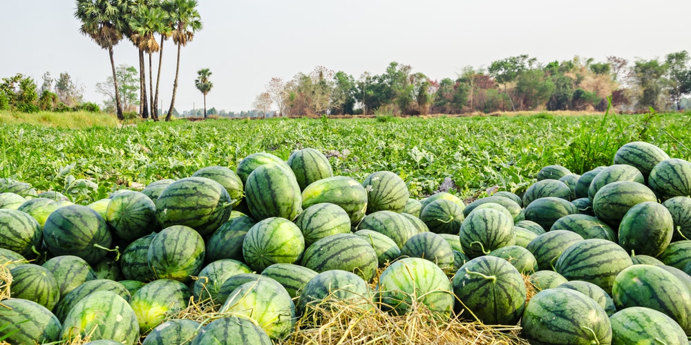 when to plant watermelon in utah