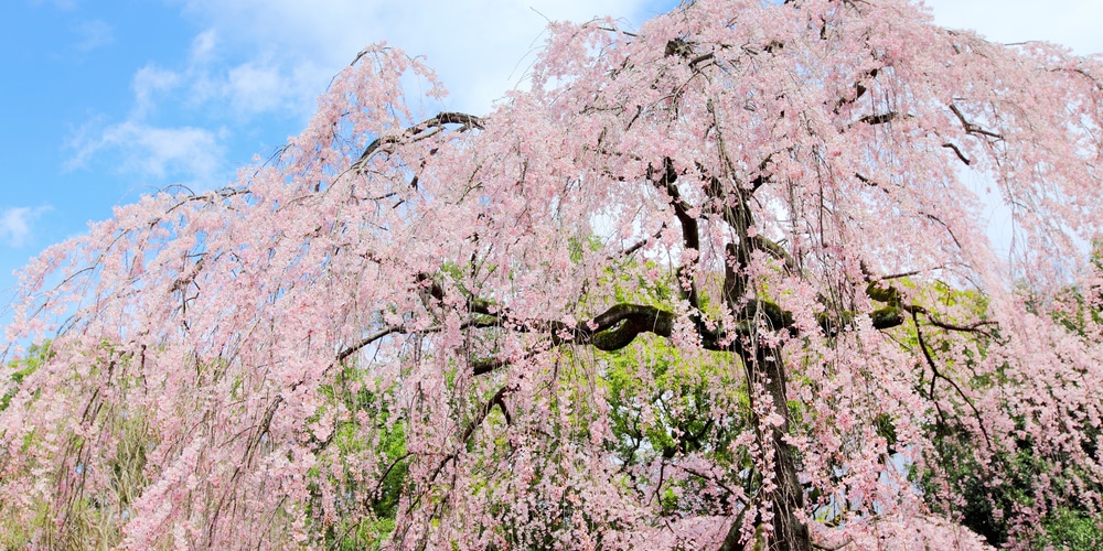 Flowering Trees in Maryland