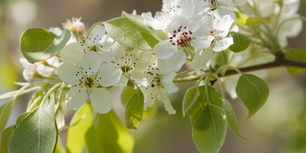 weeping silver pear tree