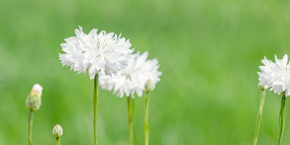 White Cornflower Care