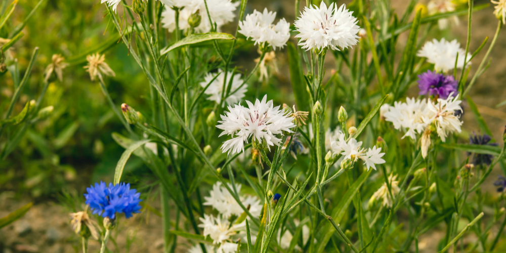 White Cornflower Care