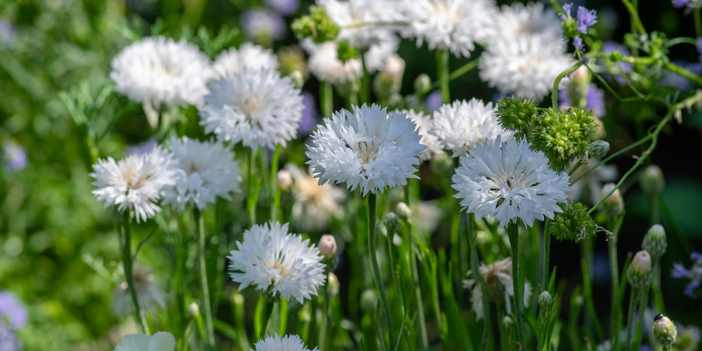 can you plant flowers after using preen