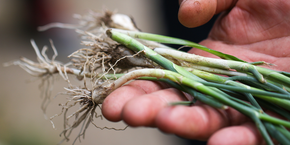 wild garlic vs wild onion