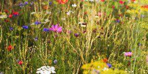 wildflower seeds to plant in fall