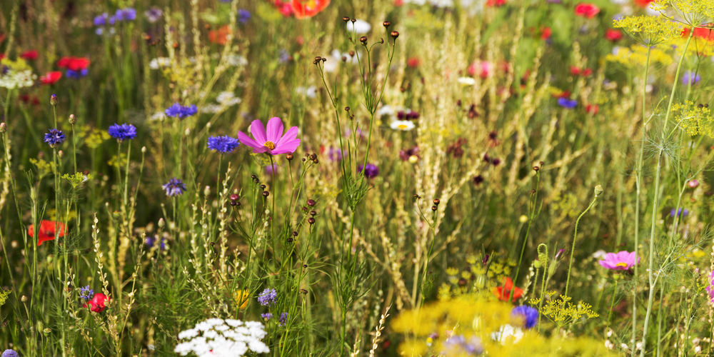 When to plant wildflower seeds in Indiana
