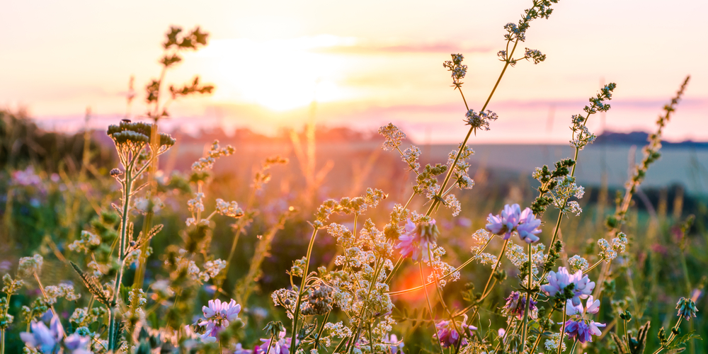 Can Wildflower Seeds Grow Through Mulch