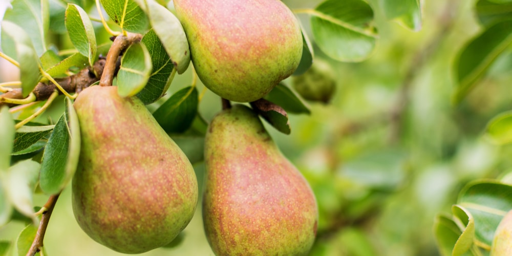 Minnesota Fruit Trees